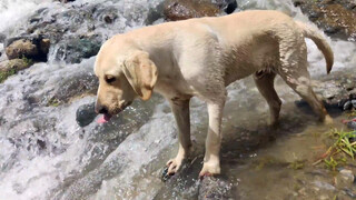 Labrador Retriever joins me in my cycling trip