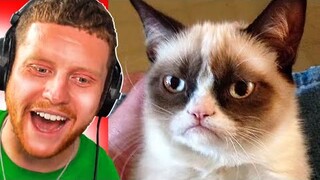 SIDEMEN REACT TO FUNNIEST CAT MOMENTS