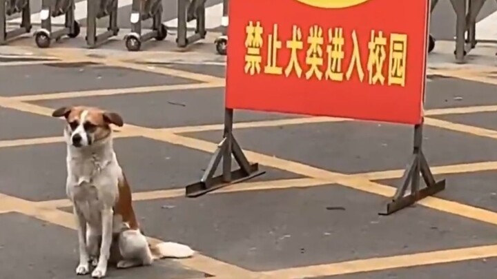 Đội Uông Uông gặp xui xẻo lớn