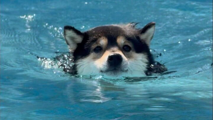 Hari Anak Anjing Internasional: Lihat Apa yang Dilakukan Man Yu dan Xiao Bai!