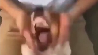 Confusing Actions of Animals #5