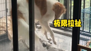 Chắc hẳn bạn chưa từng thấy loại chó này. Nó không chỉ phá hoại nhà cửa mà còn phá hoại cả chó nữa!