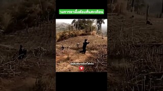 วงการหาผึ้งต้องสั่นสะเทือน