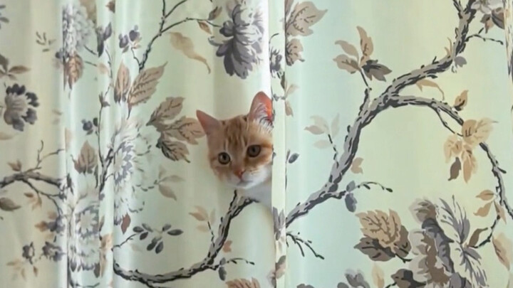 Anak-anak kucing yang paling tampanlah yang diutamakan untuk mengemis!