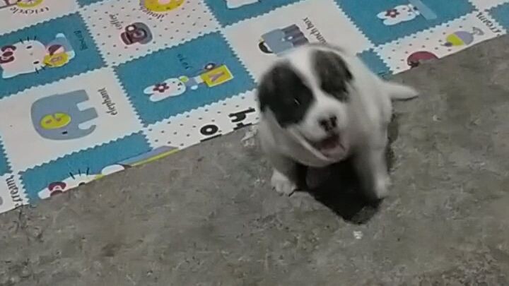 my baby Luna and baby dogs moment