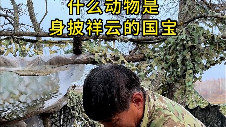 秋沙鸭正常