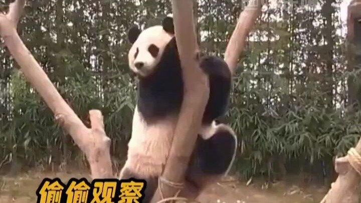 ไอเป่ากับเล่อเป่าแต่งงานก่อนแล้วค่อยรักกัน หวานมากเลยนะ