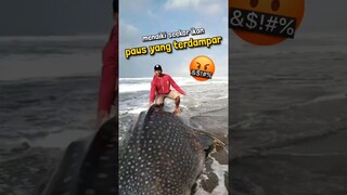 Menemukan Ikan Paus Terdampar, Kedua Orang Ini Malah Menaikinya ‼️ #shorts