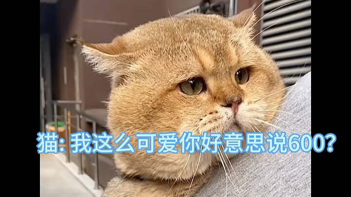 Tôi dễ thương quá mà chỉ có 700 thôi sao?