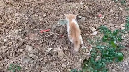 Stray Cat Rescue