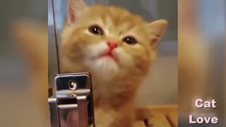 รวบรวมวิดีโอน้องแมวน่ารักและตลก - แมวน้อย 2020 #5