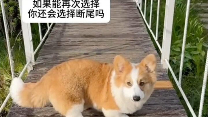 Phòng khi bạn chưa từng thấy corgi vẫy đuôi