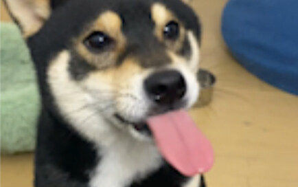 Let's test whether your dog has any backbone.