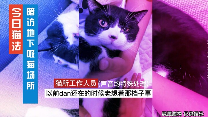 Hút mèo dưới lòng đất 4 | Biết rõ là mèo đực bị vứt bỏ, phóng viên vẫn không cưỡng nổi sức hút của n