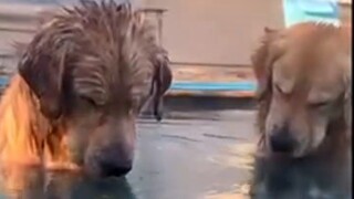 As long as it is German, the style of painting suddenly changes