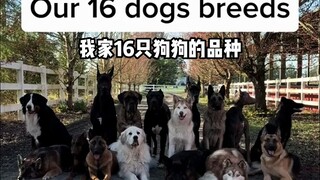 16 anjing besar saya dan rasnya~
