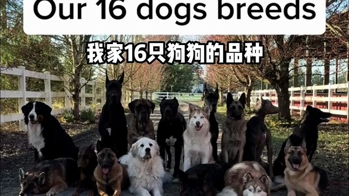 My 16 big dogs and their breeds~