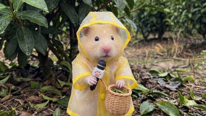Live report from the misty rain and tea fragrance: Grain Rain
