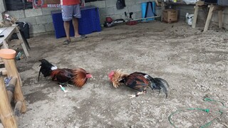 NBJJ4 Gilmore White Leg vs NBJJ4 Gull