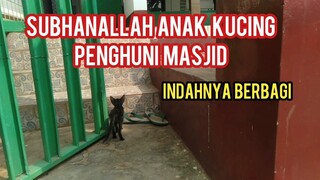 Kuasa Allah Anak Kucing Ini Tinggalnya Di Masjid Induknya Menjaga Di Luar | Cats Lovers Tv Berbagi