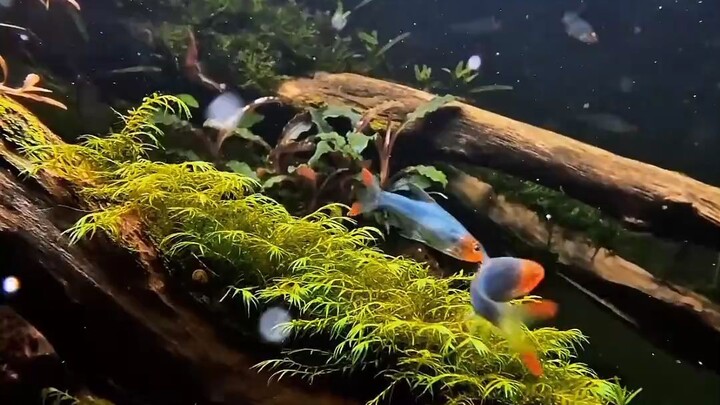 aquascape
