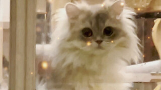 谁家的小猫咪呀，这么好看～