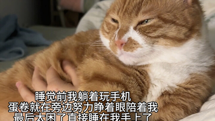 Aku Punya Kucing Kecil yang Menemani Tidur