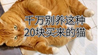 当初花20块买了一只猫，没想到...