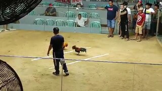 tabla ksi na putol ung Tari sa kalaban.