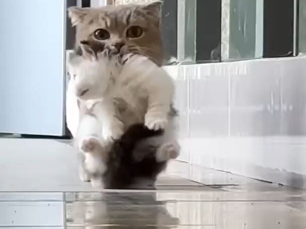 Cat Mom: Hey, it’s your turn to take care of the kid… I’m getting off work now!