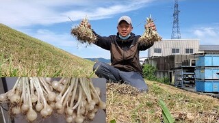 Củ Hành Tăm (Củ Nén) Mọc Nhiều Ngoài Đường Nhật Bản | Út Đạt | Cuộc Sống Nhật # 274