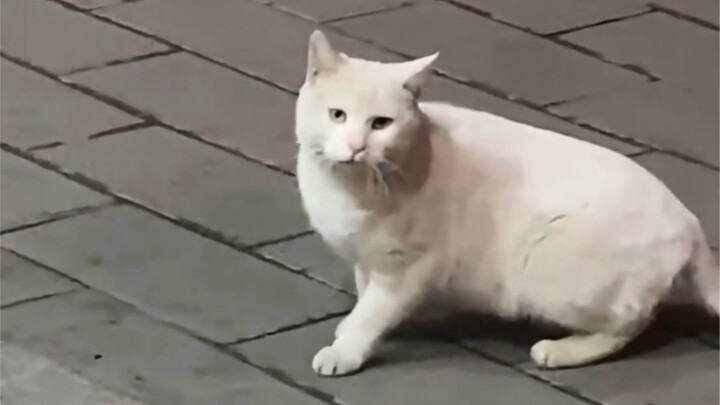 Cat: What's all this racket every single day?