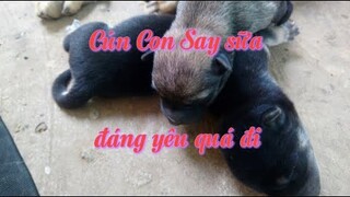 chó con say sữa - cún con  2ngày tuổi say sữa đáng yêu quá đi