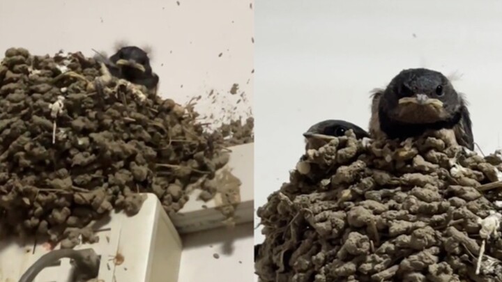 بنى طائر السنونو عشه في ممر المبنى، ويراقب الناس باستمرار عند أي حركة. بعد أن رأى النُّظَّارُ شكل ال