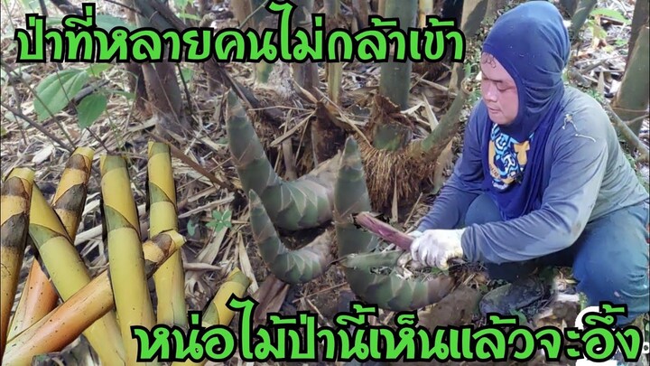 ป่าที่หลายๆคนไม่กล้า แต่สาวเฉิ่มมาเจอแบบนี้แทบอึ้ง หน่อไม้เยอะสุดๆได้เป็นกระสอบ