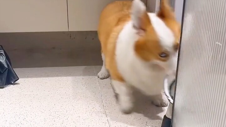 The Corgi's genes are too strong.