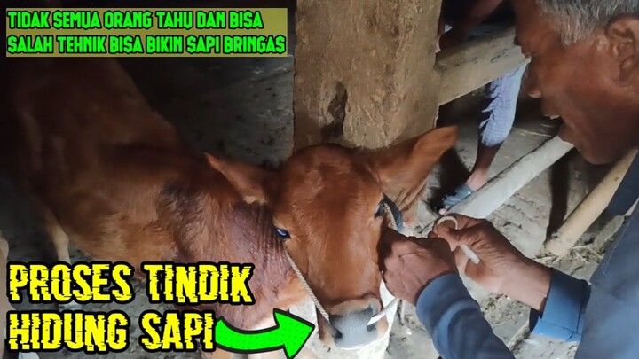 tindik hidung sapi/congar.sapi auto nurut kayak kena pelet
