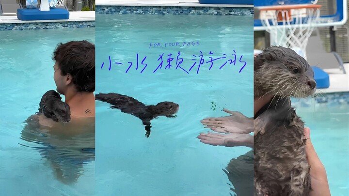 Lola si Berang-berang Kecil Berenang di Air untuk Pertama Kalinya 🦦