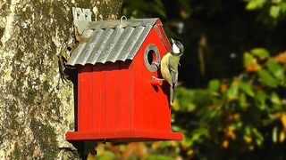 นกที่บ้านนกในฤดูใบไม้ร่วง - Great Tit และ Blue Tit Birds กำลังตรวจสอบ Birdhouse