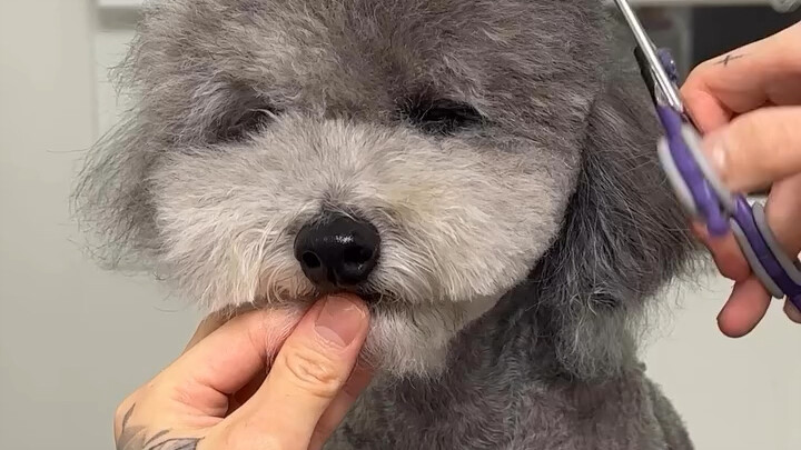 ตัดขนสุนัขตัวเล็ก