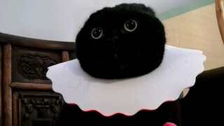 أي زهرة من هذه الثلاث تفضل؟