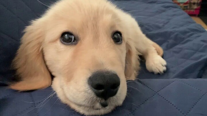 Si golden retriever kecil tiba-tiba sudah besar, hiks hiks