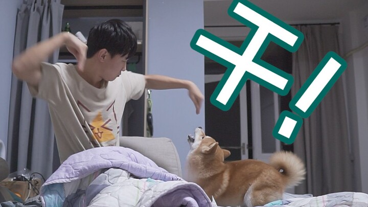 [Shiba Inu] I might've adopted a Shiba-headed hawk.