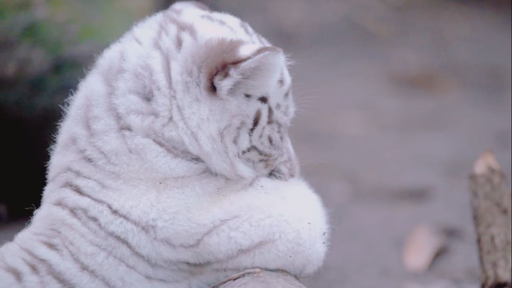 اليوم أيضًا أنا نمر مطيع تمامًا! خذ جرعة من طاقة النمر الطازجة!