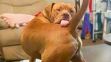 Do you have a hard time laughing? Try these Funny Dog Videos 😁