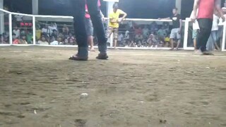 win c bulit 1cock