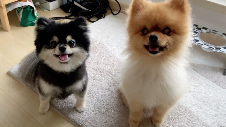 Pomeranians: One is born to spin in circles, the other to do “bow-bow” greetings.