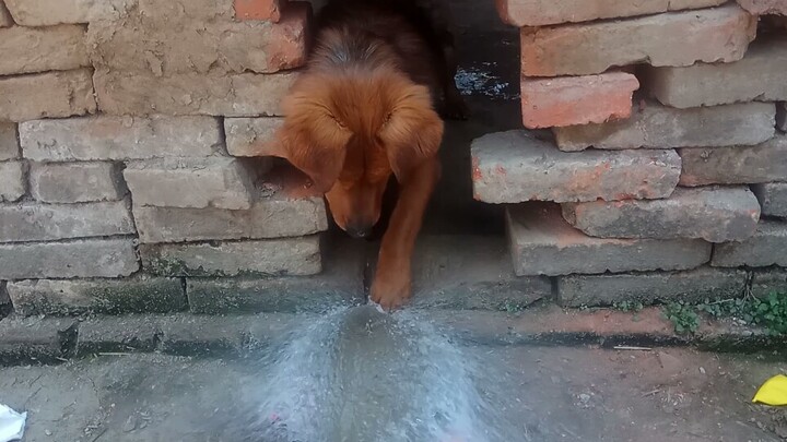 A silver pitcher suddenly bursts, spilling water.