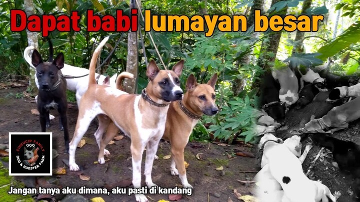 Perkembangan latihan si arak di hutan