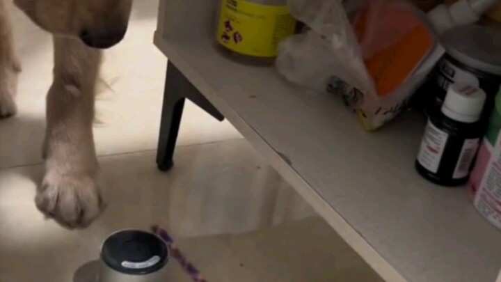 Cockroaches in Guangdong can fly and kept chasing me—people were terrified, and the dog was totally 